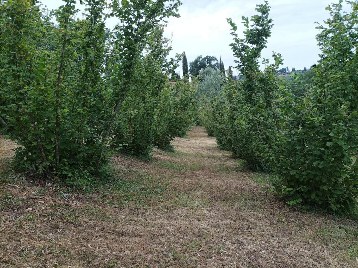 Agriturismo Il Bagnano Certaldo Eksteriør bilde